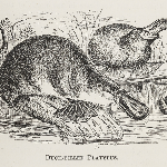 Cover image for Duck-billed platypus