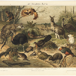 Cover image for Australische fauna.