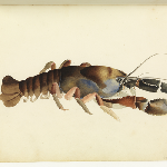 Cover image for [Freshwater crayfish]